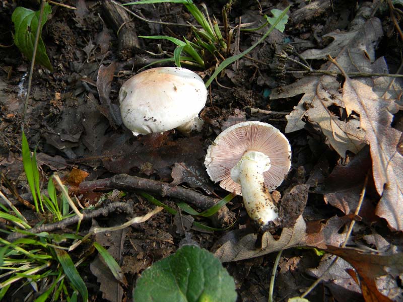 Agaricus fotog.il 15.10.2010.sotto Quercia